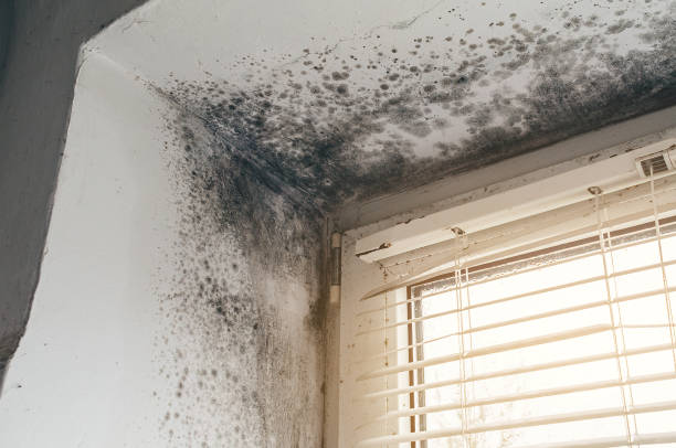 Affordable Attic Mold Remediation solutions in Goldvein, VA